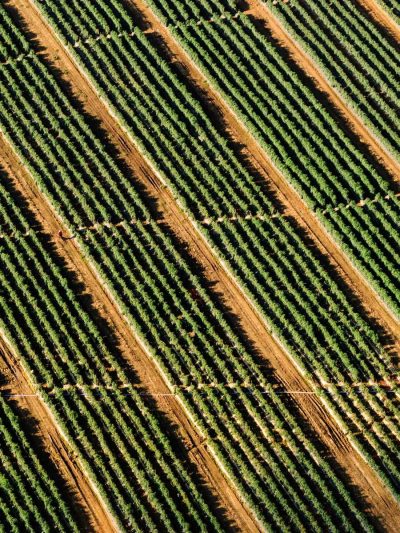 The Grain Debate: Film Emulation in 2026, still 6